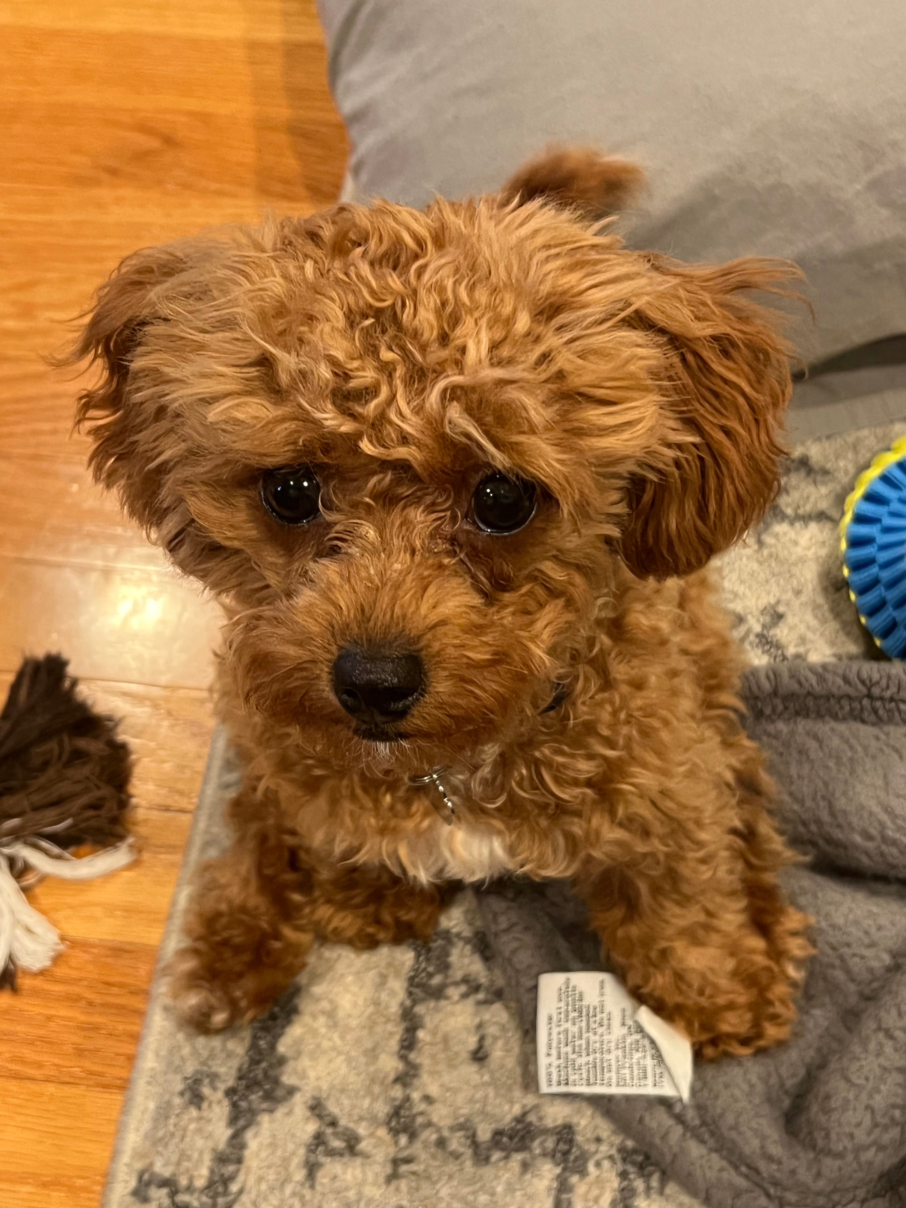 Friendly Cavapoo Baby