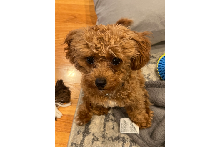 Friendly Cavapoo Baby