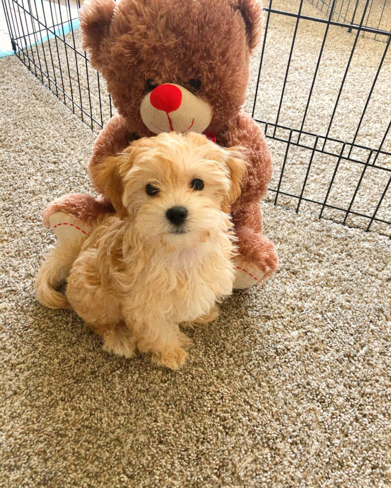 Small Maltipoo Pup