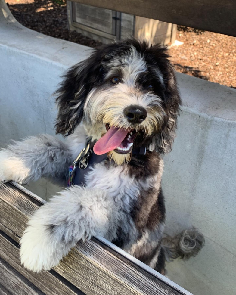 Friendly Mini Portidoodle Pup in San Francisco CA