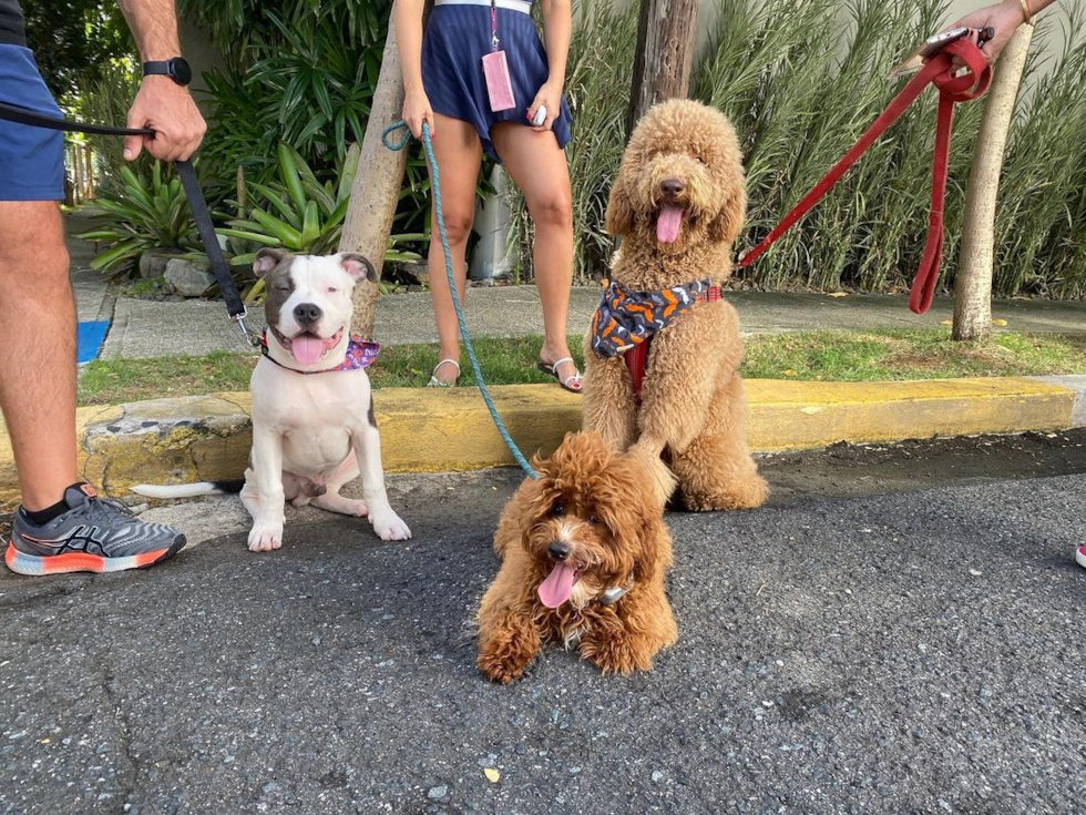 Hypoallergenic Cavoodle Poodle Mix Pup