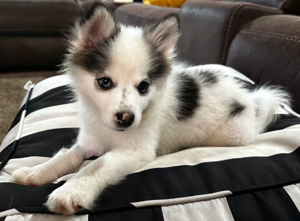 Pomsky Pup