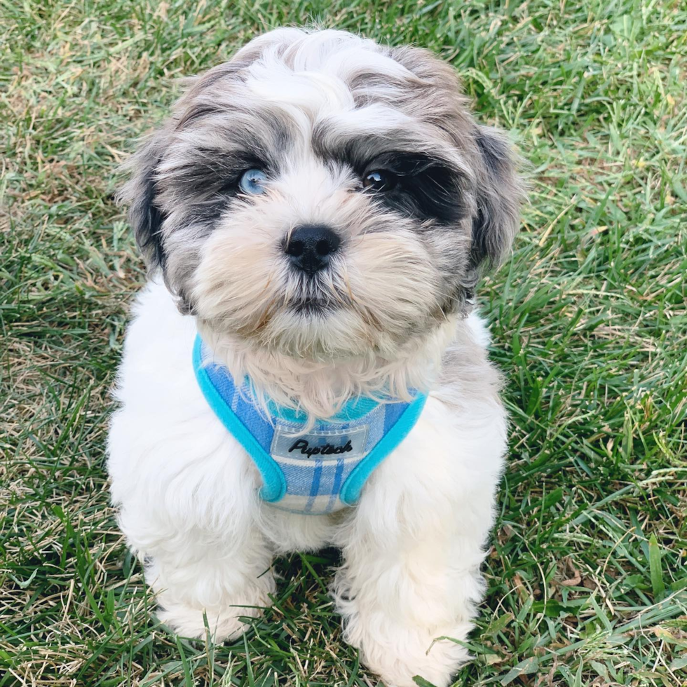 Funny Shih Poo Poodle Mix Pup