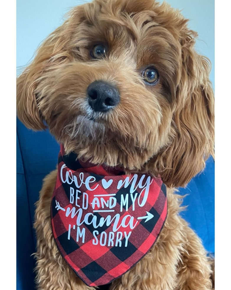 Petite Cavapoo Poodle Mix Pup