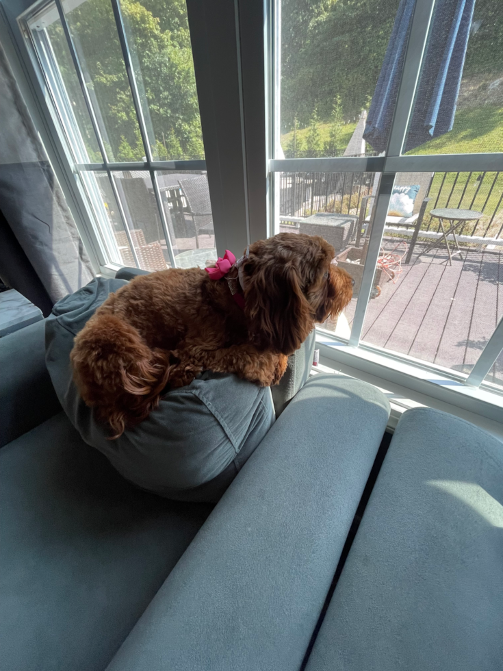 Sweet Cavapoo Pup in