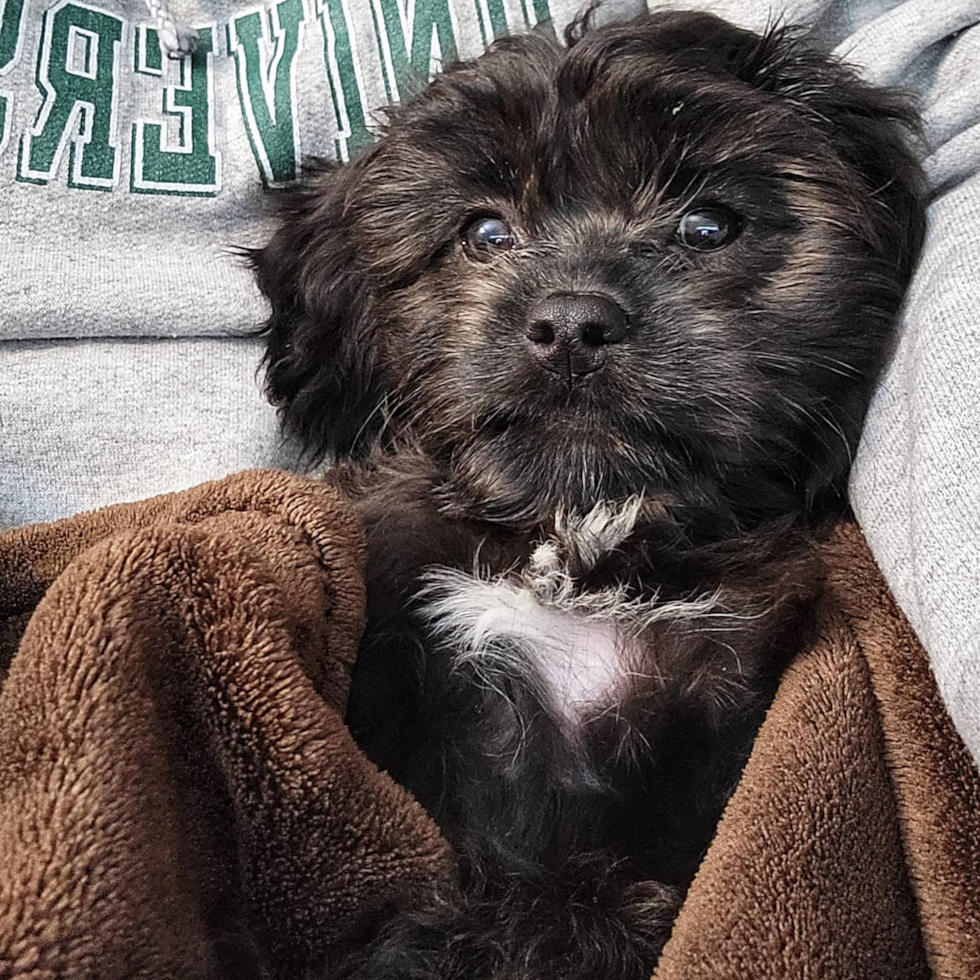 Smart Cavapoo Poodle Mix Pup