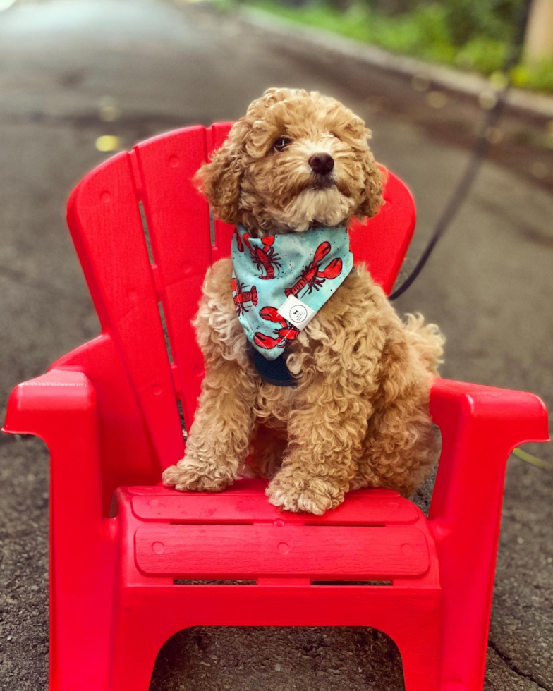 Poodle Being Cute