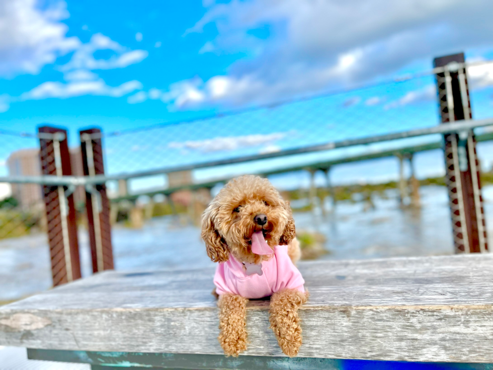 Richmond Poodle Pup