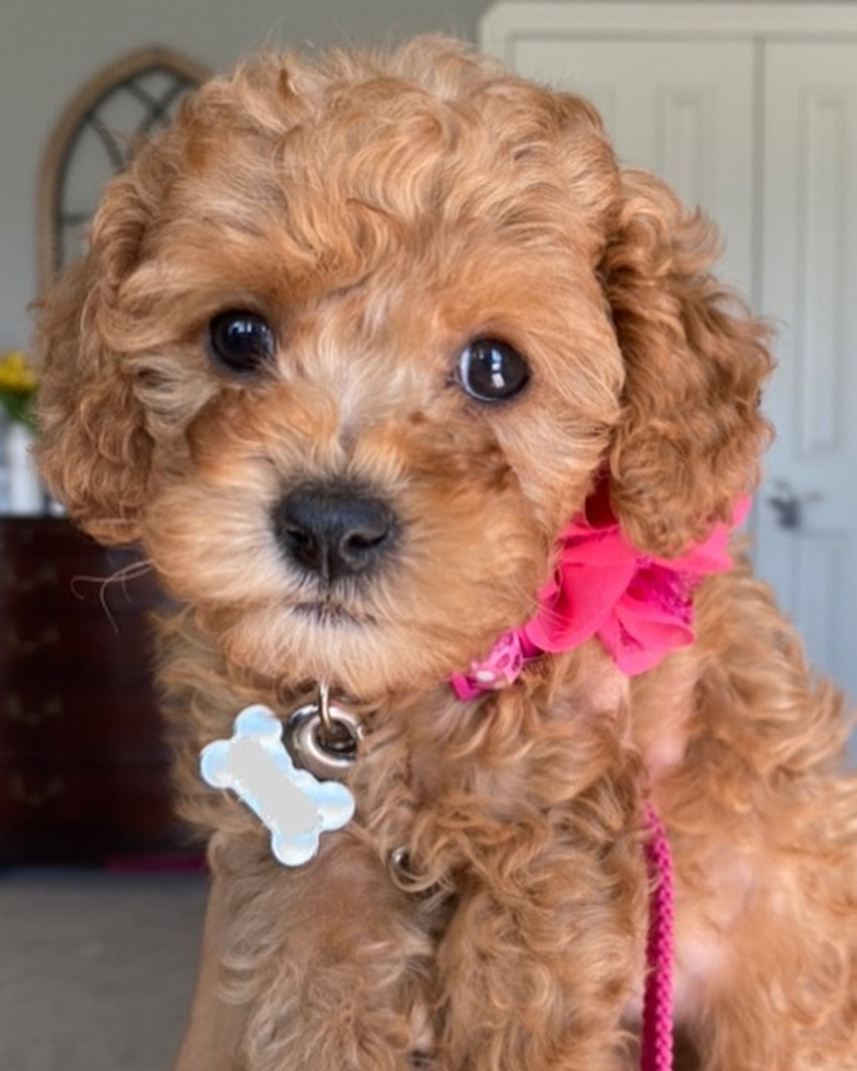 Friendly Cavapoo Pup in Acton CA