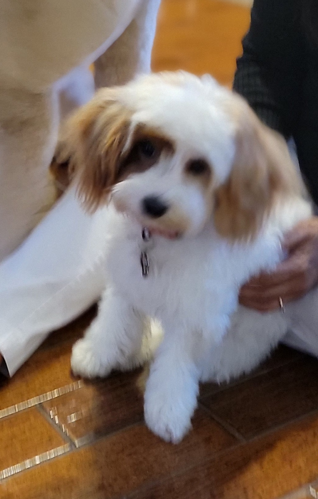 Popular Mini Goldendoodle Poodle Mix Pup
