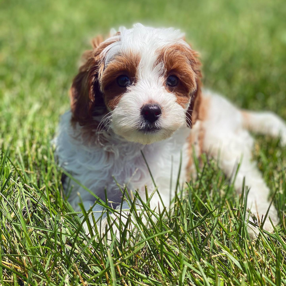 Cavapoo Being Cute