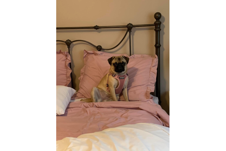 Pug Puppy for Adoption