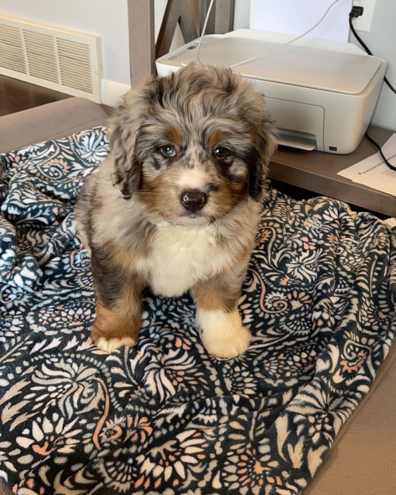 Mini Bernedoodle Being Cute