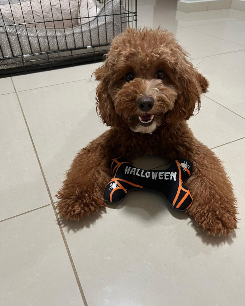 Florida Cavapoo Pup