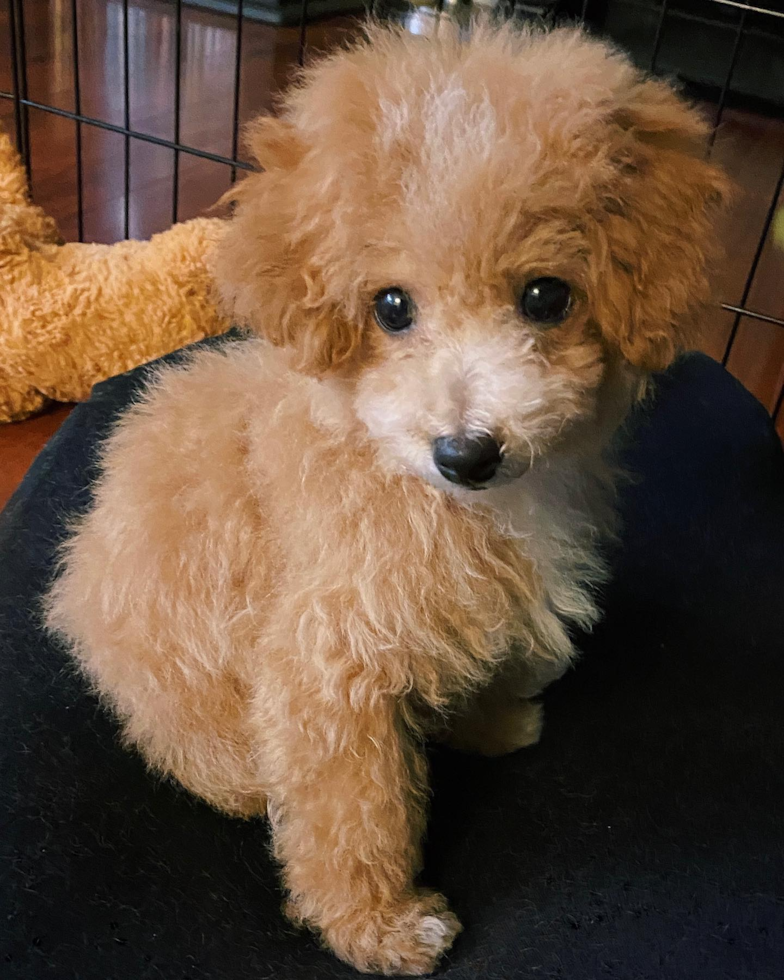 Poochon Being Cute