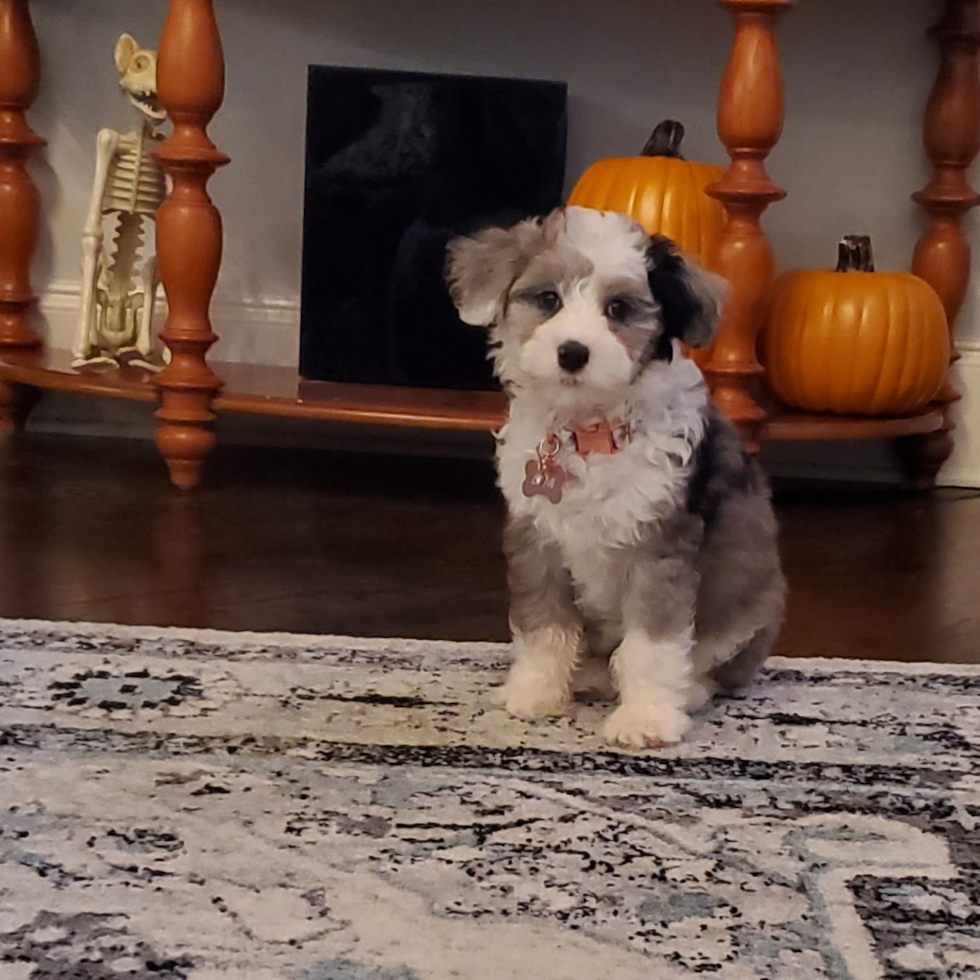 Mini Sheepadoodle Being Cute