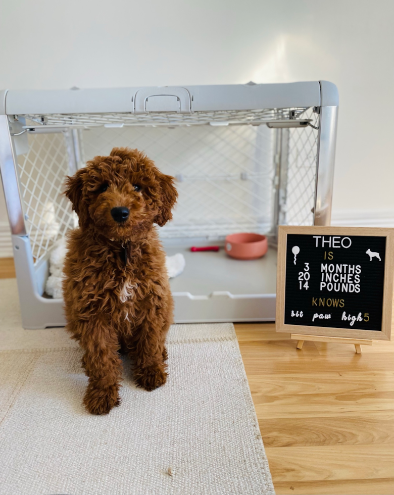 Chicago Mini Goldendoodle Pup