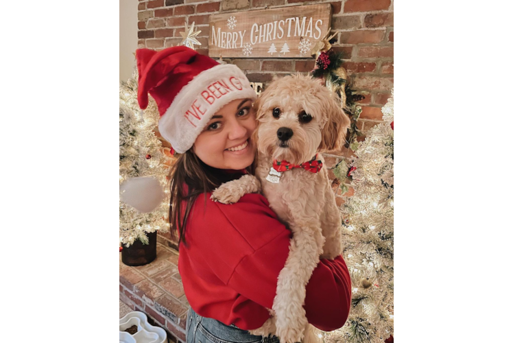 Cavachon Pup Being Cute