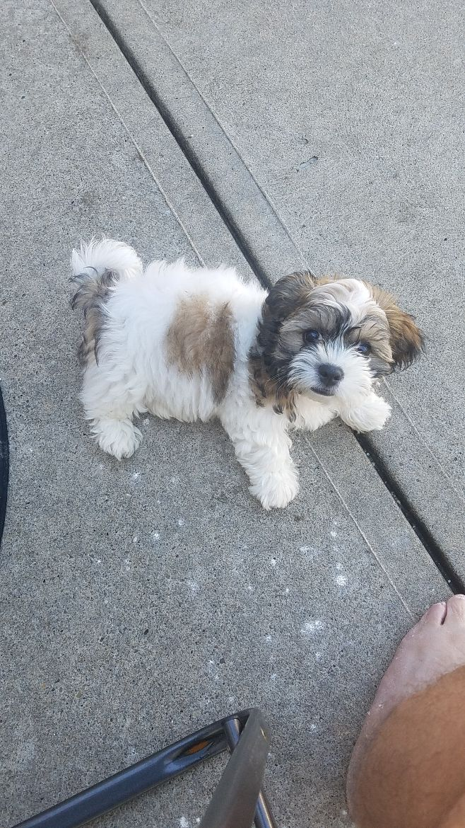 Teddy Bear Pup Being Cute