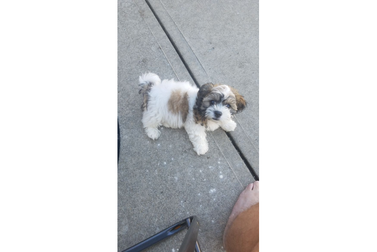 Teddy Bear Pup Being Cute