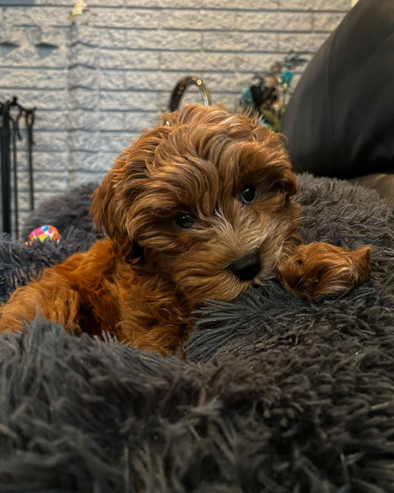 Friendly Cavapoo Pup in Hazel Park MI