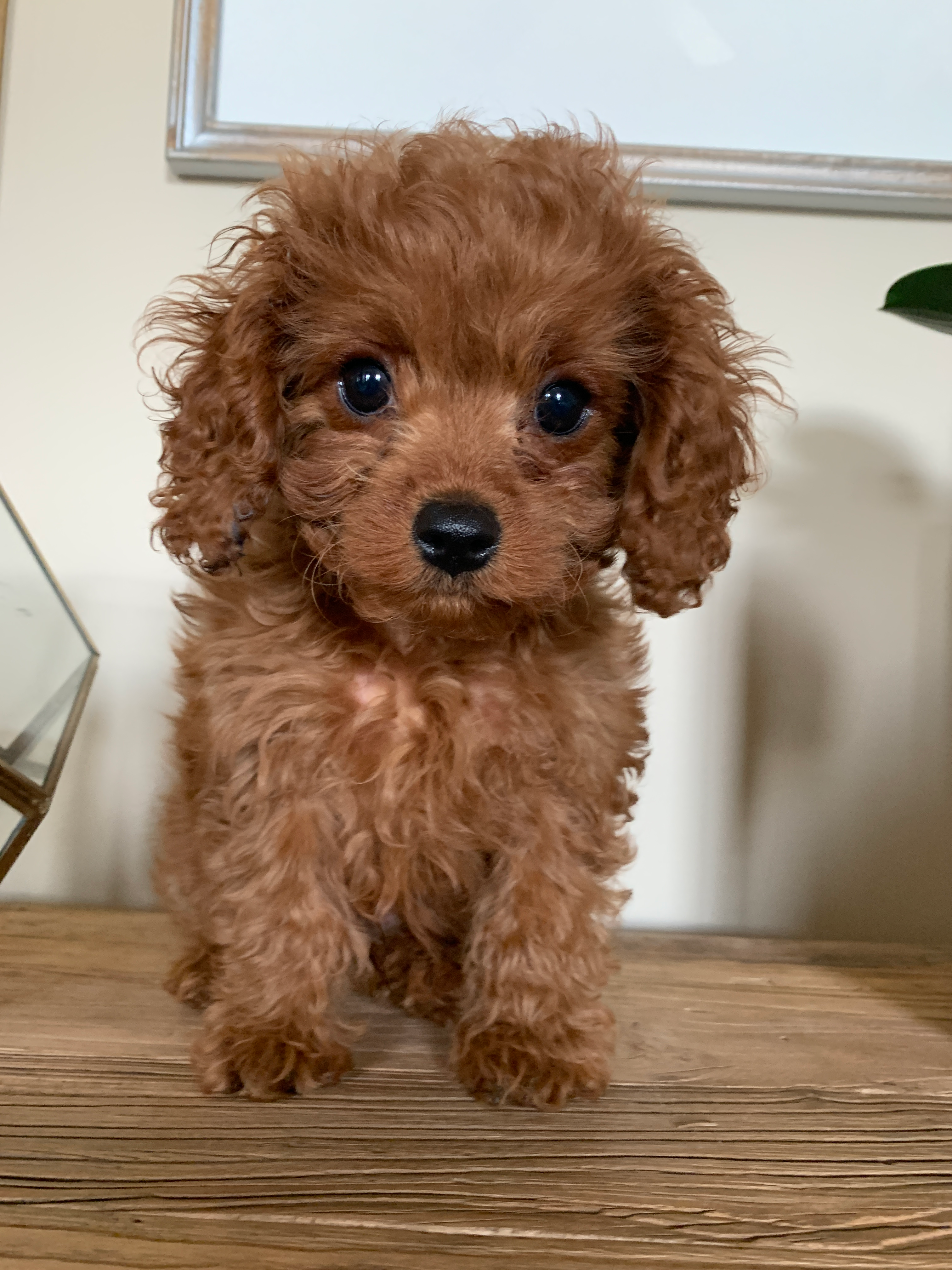 Cavapoo Pup Being Cute