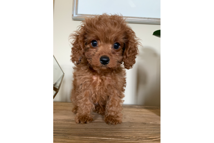 Cavapoo Pup Being Cute