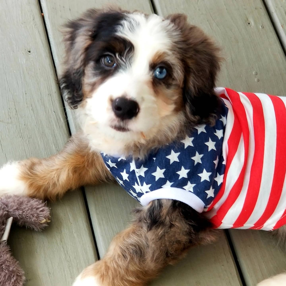 Petite Mini Bernedoodle Poodle Mix Pup