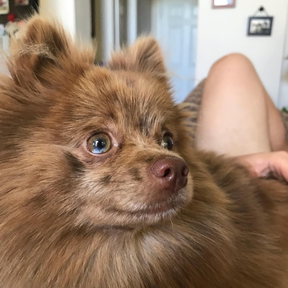 Iowa County Pomeranian Pup