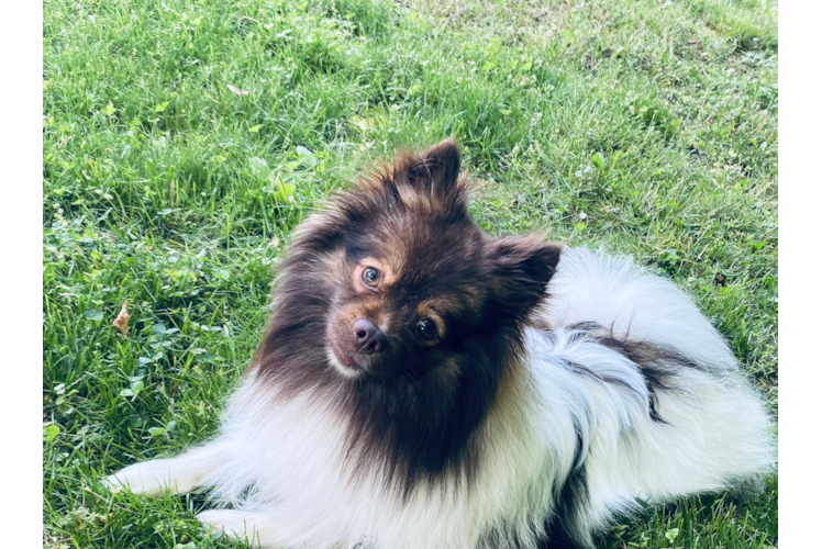 Little Pomeranian Purebred Pup