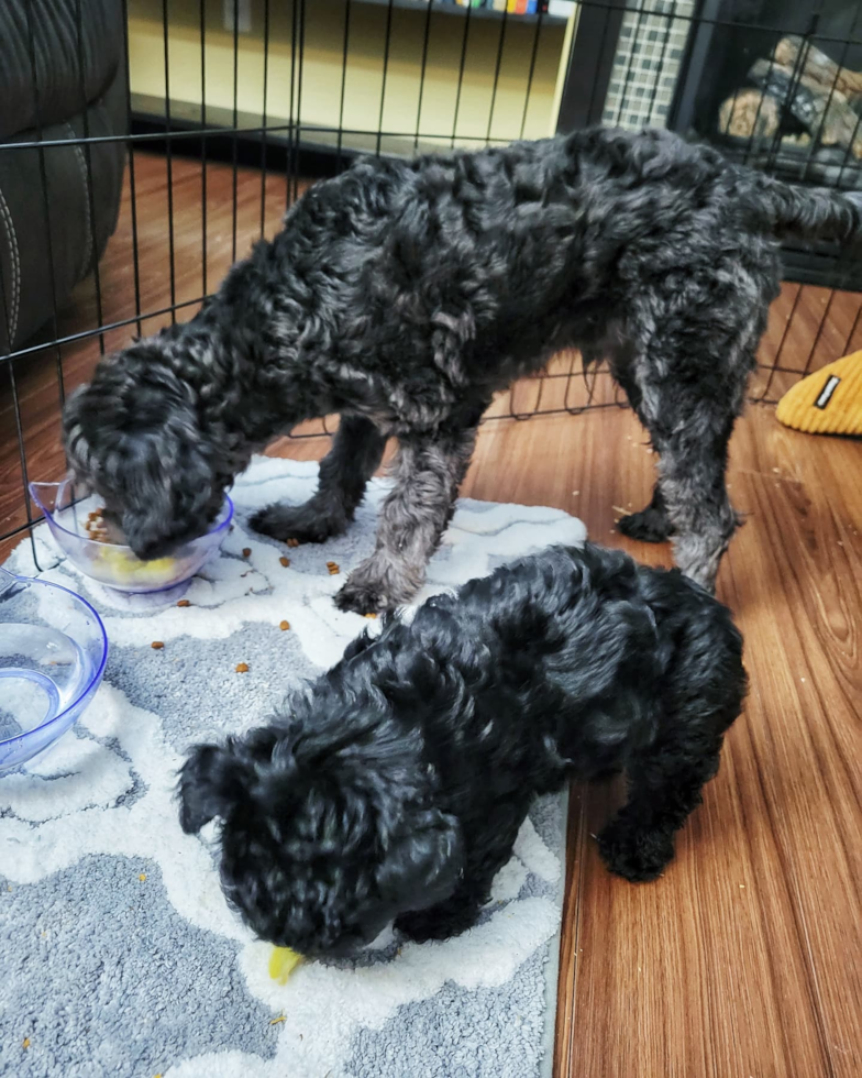 Happy Maltipoo Pup in Milwaukie OR