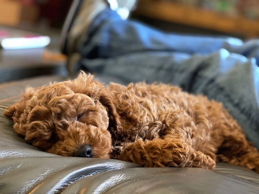 Friendly Mini Goldendoodle Pup in Abingdon VA