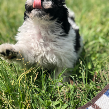 Small Cavapoo Pup