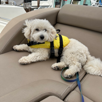 Little Havadoodle Poodle Mix Pup