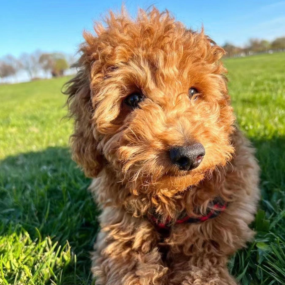 Adorable Golden Retriever Poodle Mix Pup