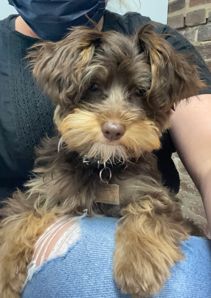 Popular Yorkie Poo Poodle Mix Pup