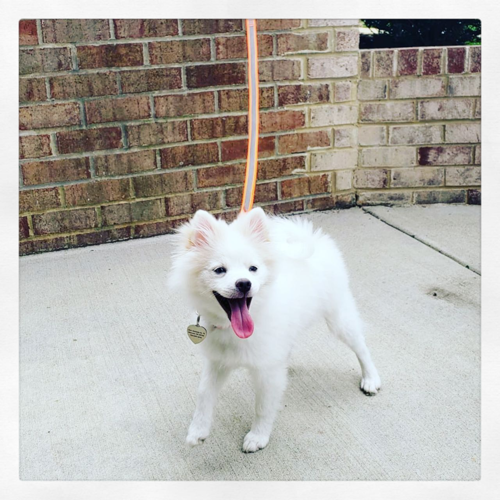 Small Pomsky Pup in Mc Lean VA