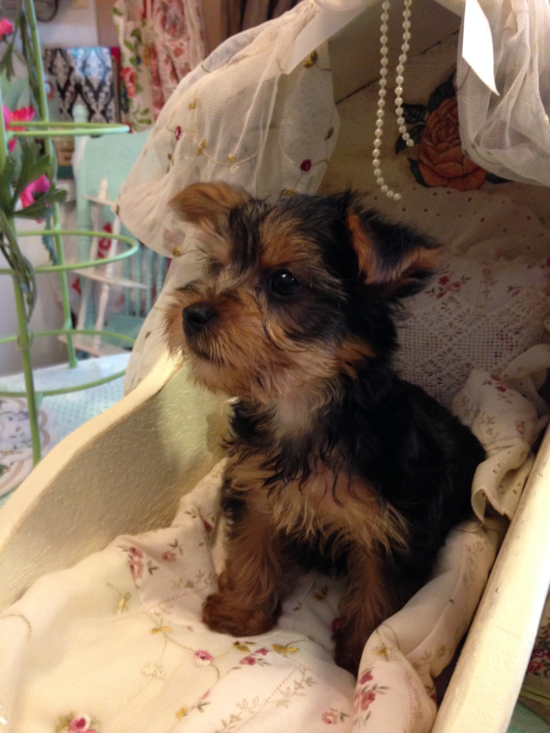 Yorkshire Terrier Being Cute