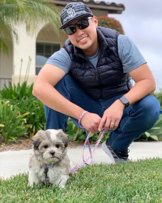 Cute Teddy Bear Pup in Carlsbad CA