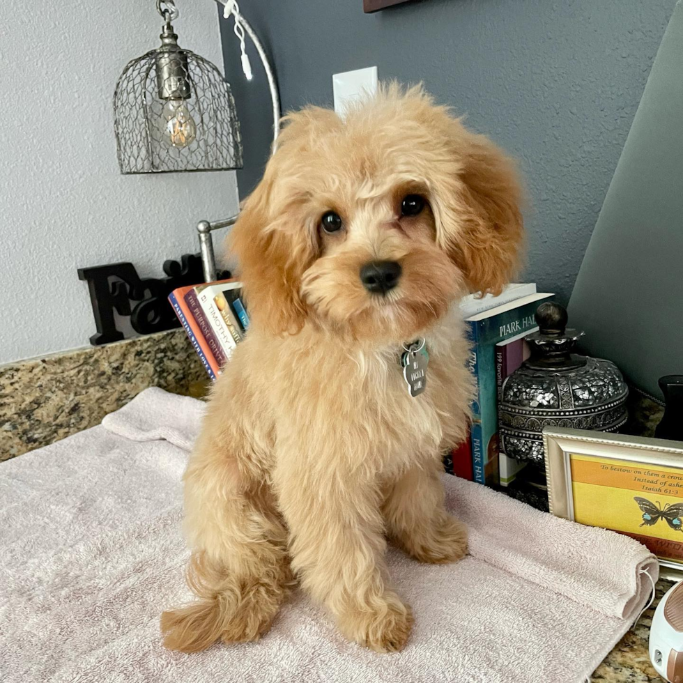 Sweet Cavapoo Pup