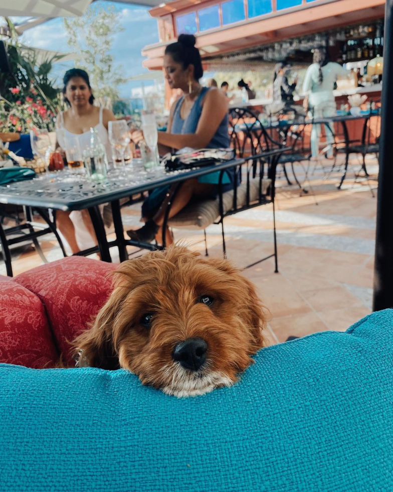 Adorable Cavoodle Poodle Mix Pup