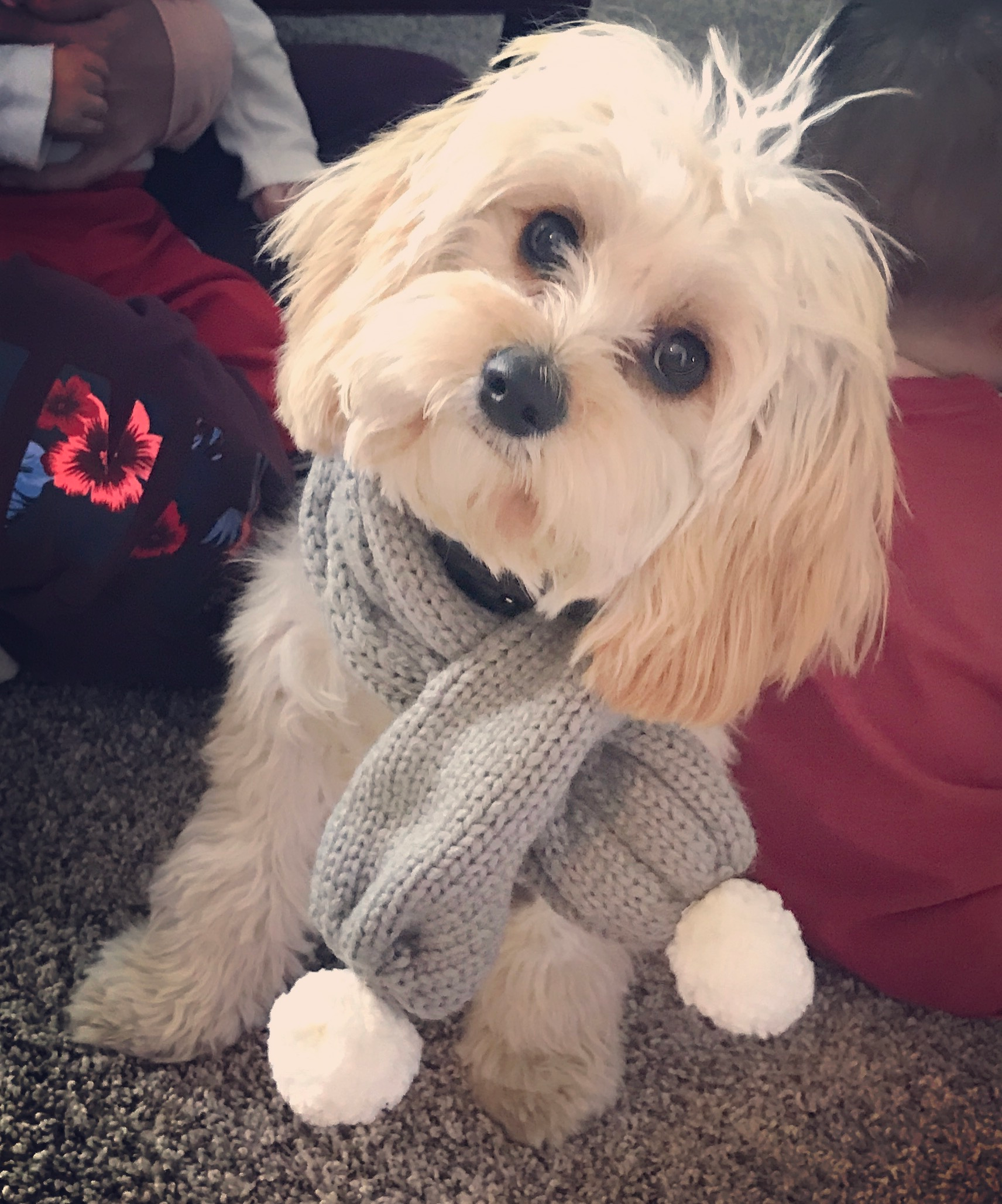 Cavachon Pup Being Cute