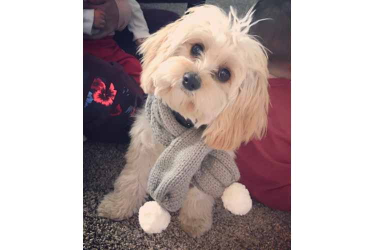 Cavachon Pup Being Cute