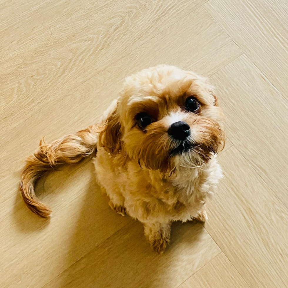 Happy Cavapoo Pup in West Hollywood CA