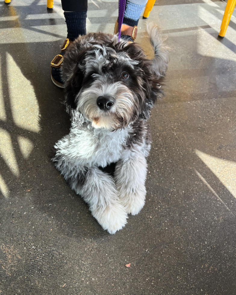 San Francisco Mini Portidoodle Pup