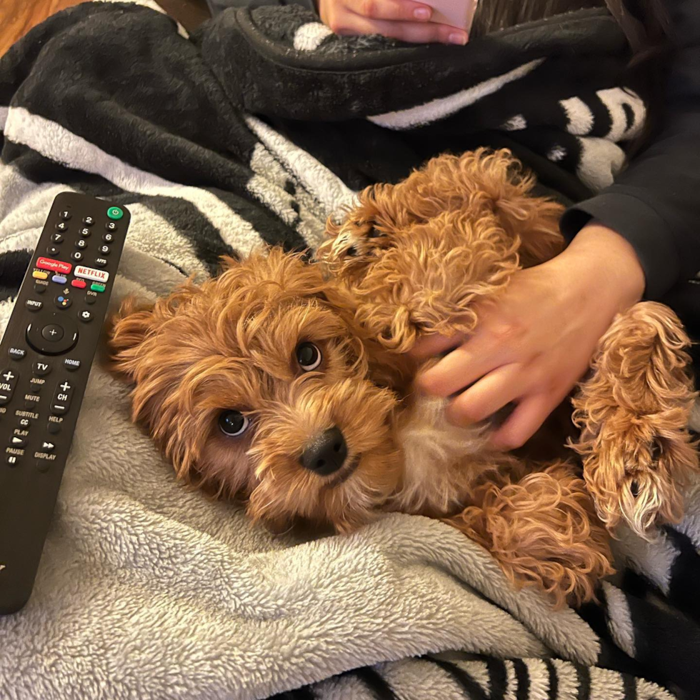 Funny Cavapoo Poodle Mix Pup