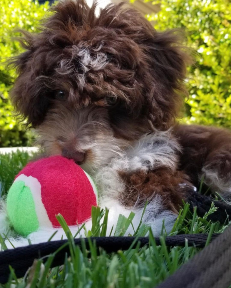 Mini Aussiedoodle Being Cute