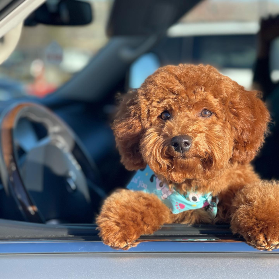 Happy Mini Goldendoodle Pup