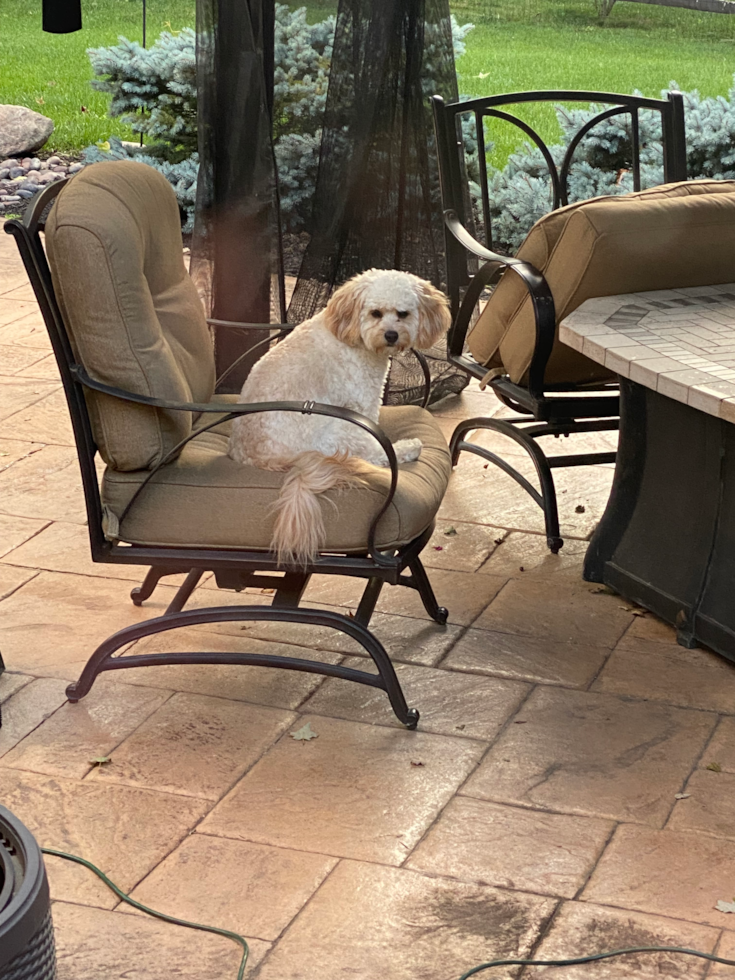 Cavapoo Being Cute