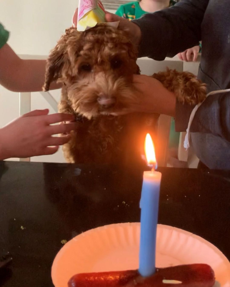 Energetic Cockerpoo Poodle Mix Pup